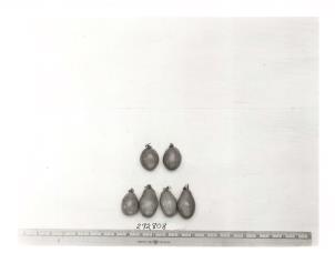 Click for 1 image(s) for this accession. FRUIT